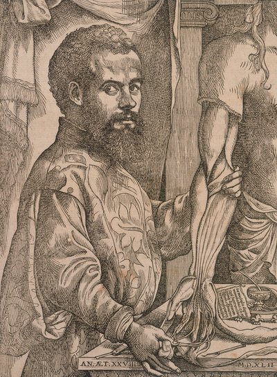 Andreas Vesalius dissekerer musklerne i underarmen på et kadaver, 1543. af Steven van Calcar