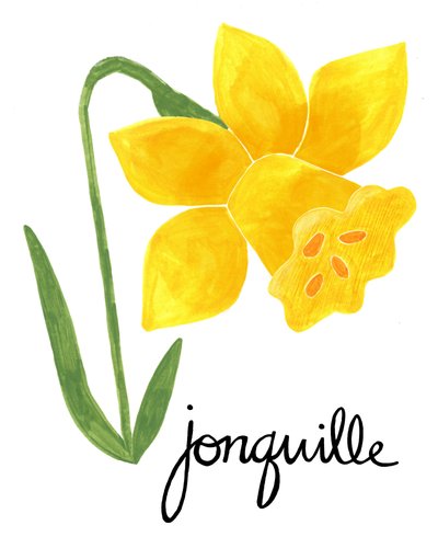 Illustration af en gul jonquil af Susan Black