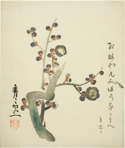 Blomstrende gren af rød blomme af Suzuki Kiitsu