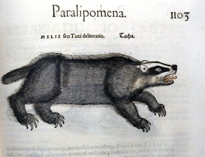 Grævling, illustration fra 