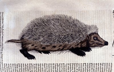 Pindsvin, illustration fra 