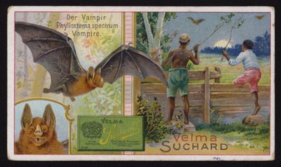 Vampyr flagermus (chromolitho) af Swiss School
