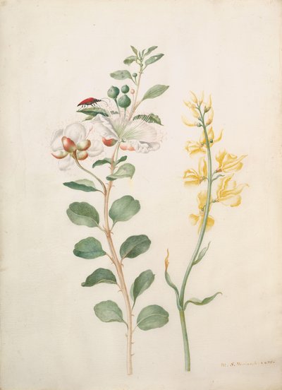 Undersøgelse af Kapers, Gorse og en Beetle, 1693. af Sybilla Merian