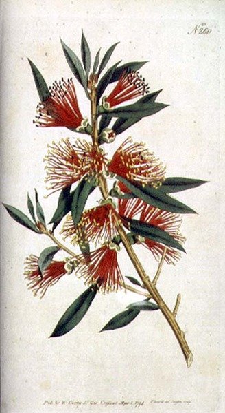 Barskt blade Metrosideros (Metrosideros citrina), fra William Curtis