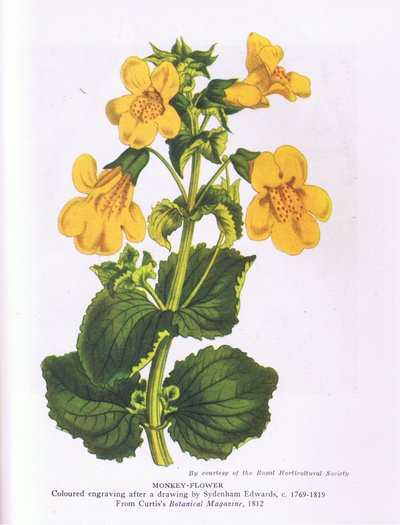 Monkey Flower, Nature in Britain udgivet af Collins 1946 (farve litho) af Sydenham Teast (after) Edwards