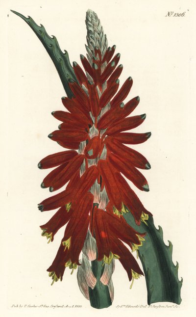 Aloe træ - Smalbladet sværd aloe, Aloe arborescens. Håndfarvet kobberstik af F. Sansom Jr. efter en illustration af Sydenham Edwards fra William Curtis