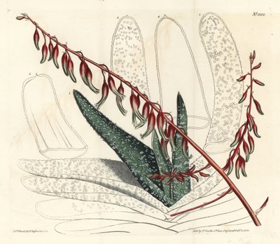 Aloe eventtails - Fan aloe, Aloe plicatilis (Tongue aloe, Aloe lingua). Håndfarvet kobberstik af F. Sansom Jr. efter en illustration af Sydenham Edwards fra William Curtis