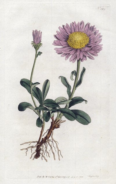 Alpine Aster eller Queen Daisy of the Alps - Litografi af Sydenham Edwards (1768-1819), fra William Curtis