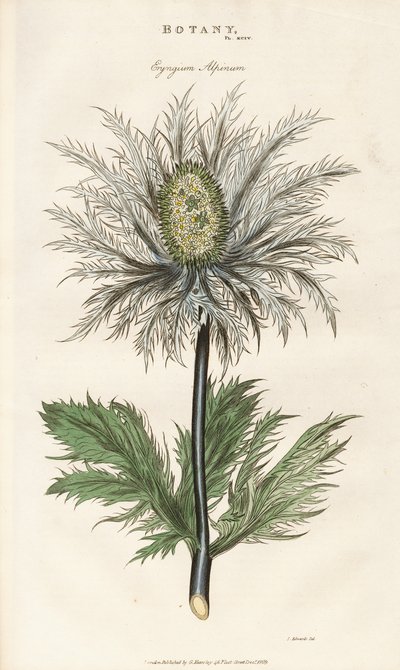 Alpejernurt (Eryngium alpinum) af Sydenham Teast Edwards