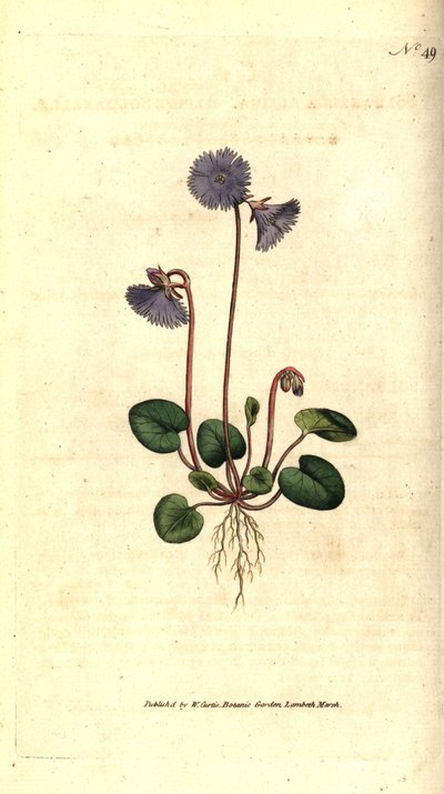 Alpine soldanella - Alpine soldanella, Soldanella alpina. Håndfarvet kobberstik efter en botanisk illustration af James Sowerby fra William Curtis