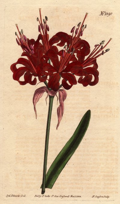 Amaryllis valmue farve, med mørke karminrøde blomster, blomstrende fra en enkelt fod. Oprindeligt fra Cape of Good Esperance (Sydafrika). Valmuefarvet amaryllis med dybe karmosinrøde blomster, der blomstrer fra en enkelt stilk. En indfødt fra Kap det Gode  af Sydenham Teast Edwards