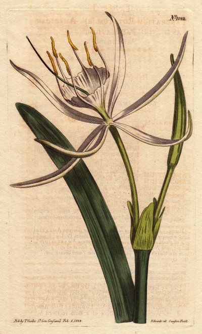 American pancratium har duftende hvide blomster. Amerikansk pancratium med hvide duftende blomster. Pancratium rotatum. Håndfarvet kobberstik fra en botanisk illustration af Sydenham Edwards fra William Curtis