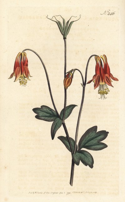 Ancolia du Canada - canadisk akeleje. Aquilegia canadensis. Håndfarvet kobberstik af Sansom efter en illustration af Sydenham Edwards fra William Curtis
