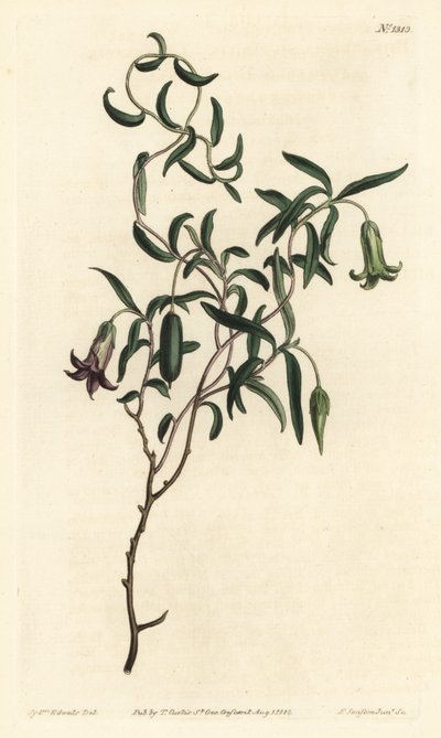 Æblebær eller udskiftelige blomstrede billardiera, Billardiera mutabilis - Håndfarvet kobberstik af F. Sansom Jr. efter en illustration af Sydenham Edwards fra William Curtis