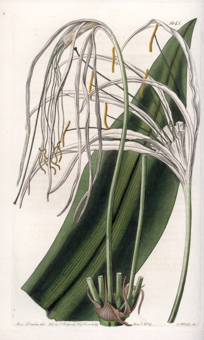 Araignee lilje eller sø påskelilje eller sølilje - Plade indgraveret af S.Watts, fra en illustration af Sarah Anne Drake (1803-1857), fra Botanical Register of Sydenham Edwards (1768-1819), England af Sydenham Teast Edwards