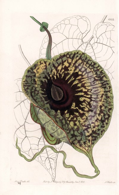 Aristoloche Variete - Plade graveret af S.Watts, fra en illustration af Sarah Anne Drake (1803-1857), fra Botanical Register of Sydenham Edwards (1768-1819), England af Sydenham Teast Edwards