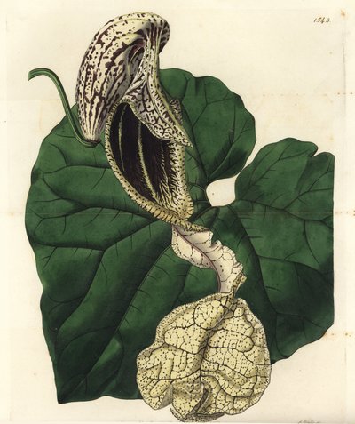 Aristoloche variete - Bådblomstret fødselsurt, Aristolochia cymbifera. Håndfarvet kobberstik af S. Watts efter en illustration af Miss Sarah Drake fra Sydenham Edwards