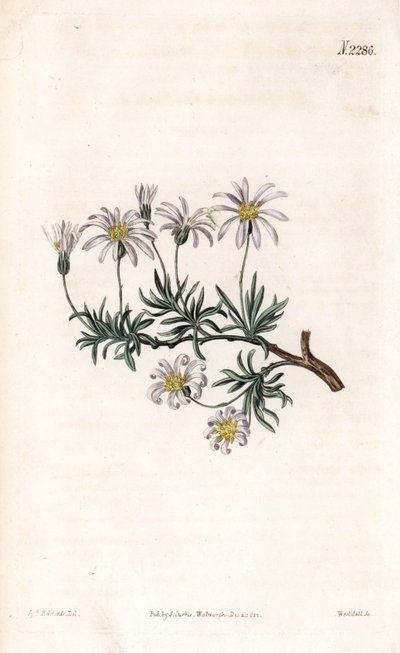 Aster acre - Busk aster, Felicia fruticosa (Shrubby starwort, Aster fruticulosus). Håndfarvet kobberstik af Weddell efter en illustration af Sydenham Edwards fra Samuel Curtis