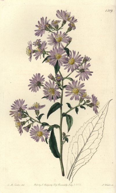 Aster variete - Panicled aster, Symphyotrichum lanceolatum (Pallid aster, Aster pallens). Håndfarvet kobberstik af S. Watts efter en illustration af Charles M Curtis fra Sydenham Edwards