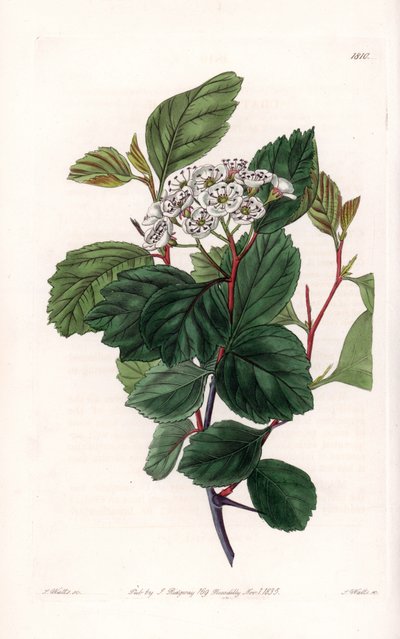 Aubepine eller hvid torn, hjemmehørende i Nordamerika - graveret af S.Watts, fra en illustration af Sarah Anne Drake (1803-1857), fra Botanical Register of Sydenham Edwards (1768-1819), England af Sydenham Teast Edwards