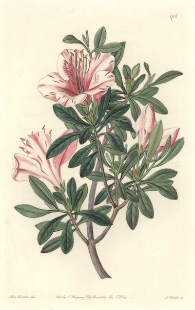 Azalee of Florists - S. Watts Strong Water fra en illustration af Sarah Anne Drake (1803-1857), fra Botanical Register af Sydenham Teast Edwards
