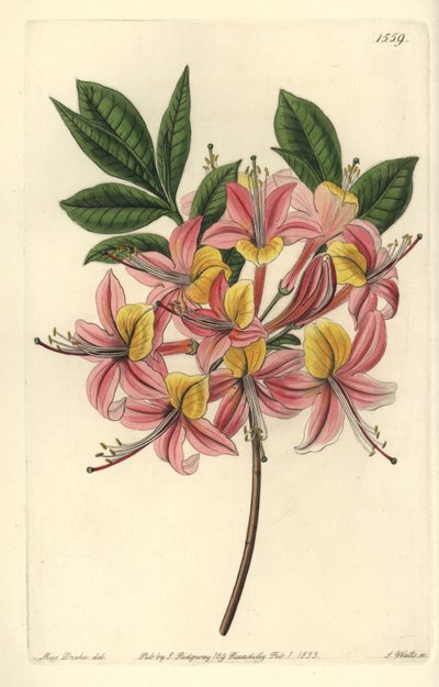 Azalee pontic yellow - Gul azalea, Rhododendron luteum (Changeable Pontic azalea, Azalea pontica versicolor). Håndfarvet kobberstik af S. Watts efter en illustration af Miss Sarah Drake fra Sydenham Edwards