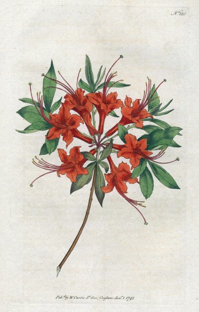 Azalee med bare blomster (Rhododendron periclymenoides) - Litografi af Sydenham Edwards (1768-1819), tallerken fra Botanical Magazine af William Curtis (1746-1799) af Sydenham Teast Edwards