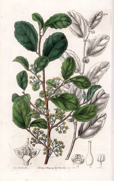 Azara Variete - Plade indgraveret af S.Watts, fra en illustration af Sarah Anne Drake (1803-1857), fra Botanical Register of Sydenham Edwards (1768-1819), England af Sydenham Teast Edwards