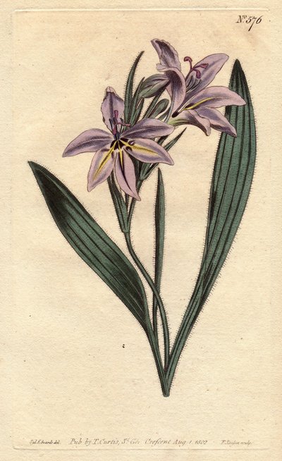 Bavianblomst med sød parfume, med lilla blomster blege. Sød duftende babiana med blege lilla blomster. Babiana plicata. Håndfarvet kobberstik fra en botanisk illustration af Sydenham Edwards fra William Curtis