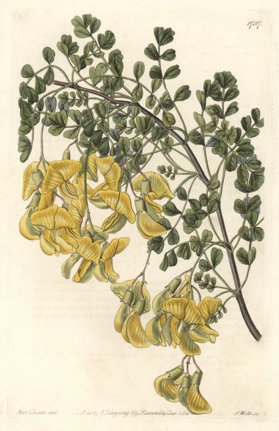 Baguenaudier du Nepal - Water forte af S. Watts efter en illustration af Sarah Anne Drake (1803-1857), fra Botanical Register af Sydenham Teast Edwards