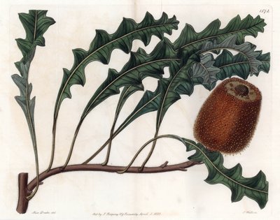 Banksia gardneri, Australian Oiginary - graveret af S.Watts, fra en illustration af Sarah Anne Drake (1803-1857), fra Botanical Register of Sydenham Edwards (1768-1819), England af Sydenham Teast Edwards
