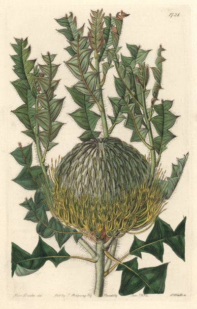 Banksia speciosa, oprindeligt fra Australien - S. Watts stærkt vand fra en illustration af Sarah Anne Drake (1803-1857), fra det botaniske register af Sydenham Teast Edwards
