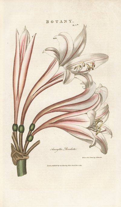 Barbadoslilje (Amaryllis revoluta) af Sydenham Teast Edwards