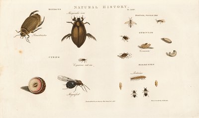 Billearter og deres udviklingsstadier af Sydenham Teast Edwards