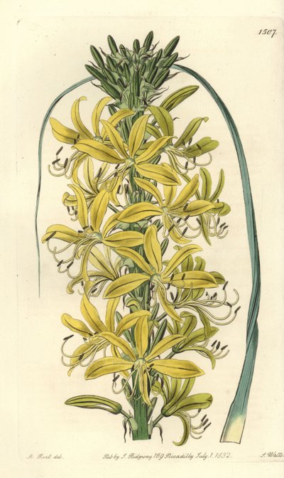 Berry Asphodele - Asphodeline lutea (sibirisk gul asphodel, Asphodelus luteus var. sibiricus). Håndfarvet kobberstik af S. Watts efter en illustration af M. Hart fra Sydenham Edwards