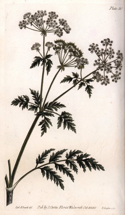 Stor hemlock. Farvet kobberstik, illustration af Sydenham Edwards (1768-1819) til Conferences of Botanical, Botanical Garden of Lambeth (England) af Sydenham Teast Edwards