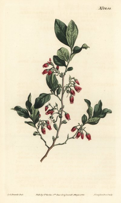 Sort huckleberry, Gaylussacia baccata (rødblomstret klamme bær, Vaccinium resinosum) - Håndfarvet kobberstik af F. Sansom Jr. efter en illustration af Sydenham Edwards fra William Curtis