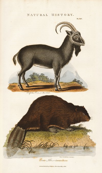 Blå ged og bæver af Sydenham Teast Edwards