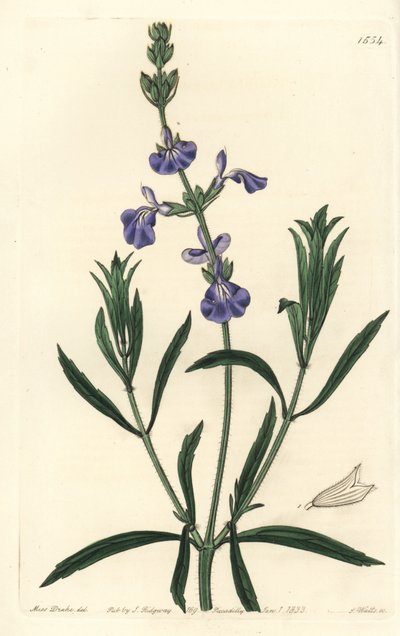 Blå salvie - Græsmarkssalvie, Salvia azurea (Smalbladet salvie, Salvia angustifolia). Håndfarvet kobberstik af S. Watts efter en illustration af Miss Sarah Drake fra Sydenham Edwards