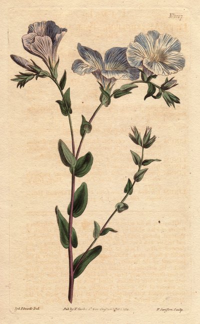 Blåt og hvidt hør, med lyseblå blomster, hjemmehørende i Europa. Blå og hvid hør med lyseblå blomster. En indfødt i Europa. Linum ascyrifolium. Håndfarvet kobberstik fra en botanisk illustration af Sydenham Edwards fra William Curtis