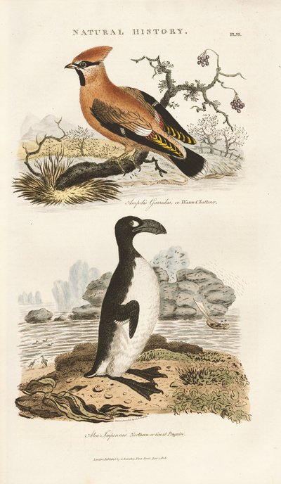 Bohemian Waxwing og Great Auk af Sydenham Teast Edwards