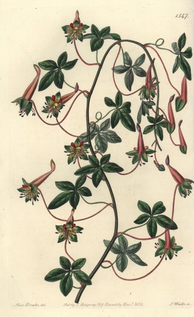 Bolivias Capuchin - Fembladet tropaeoleum, Tropaeoleum pentaphyllum. Håndfarvet kobberstik af S. Watts efter en illustration af Miss Sarah Drake fra Sydenham Edwards