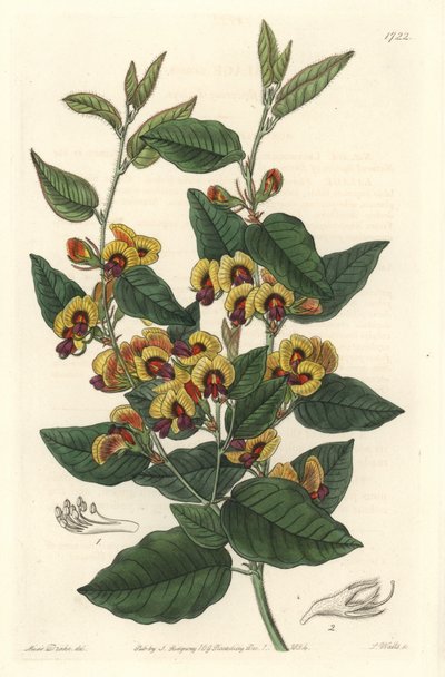 Bossiaea a grade blomster, australske originanire - S. Watts stærkt vand fra en illustration af Sarah Anne Drake (1803-1857), fra det botaniske register af Sydenham Teast Edwards