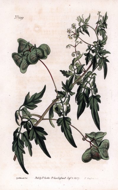 Botanik: cardiosperm eller hjerteærter. Glat hjertefrø eller ballonplante, Cardiospermum halicacabum. Håndkoloreret kobberstik af F. Sansom efter en illustration af Sydenham Edwards fra William Curtis