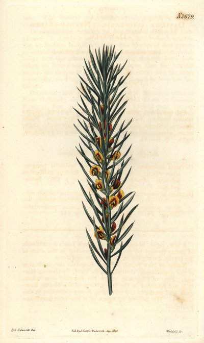Gren med nåle af en busk Daviesia Aicularis, hjemmehørende i Australien. Illustration af Sydenham Edwards, gravering af Weddell. Eau forte i The Curtis Botanical Magazine, af Samuel Curtis af Sydenham Teast Edwards