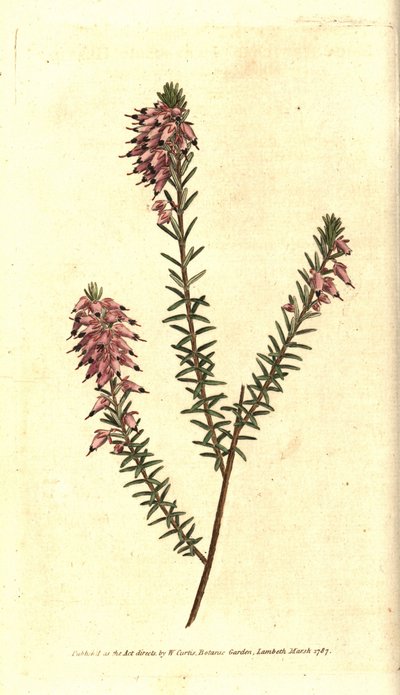 Bruyere carnee, Bruyere farve af kød, Bruyere af sneen eller Bruyere of the Alps - Urteagtig hede, Erica herbacea. Håndfarvet kobberstik efter en botanisk illustration af Sydenham Edwards fra William Curtis