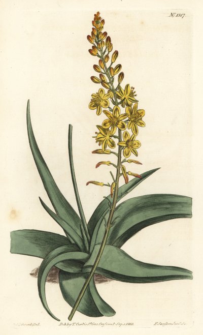 Bulbine variete - Bulbine alooides (Aloe-leaved anthericum, Anthericum alooides). Håndfarvet kobberstik af F. Sansom Jr. efter en illustration af Sydenham Edwards fra William Curtis