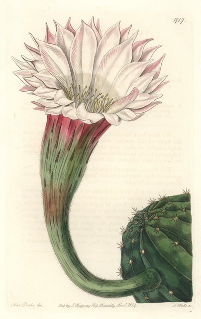Kaktus søpindsvin eller kugle af Moses, i blomst, hjemmehørende i Brasilien - Stærkt vand af S. Watts fra en illustration af Sarah Anne Drake (1803-1857), fra det botaniske register af Sydenham Teast Edwards