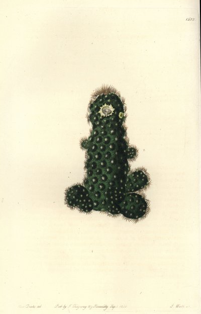 Cactus tenuis (Taper mammillaria, Mammillaria tenuis). Håndkoloreret kobberstik af S. Watts efter en illustration af Miss Sarah Drake fra Sydenham Edwards