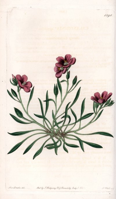Calandrinia variete, indfødt i Amerika - Plade indgraveret af S.Watts, fra en illustration af Sarah Anne Drake (1803-1857), fra Botanical Register of Sydenham Edwards (1768-1819), England af Sydenham Teast Edwards